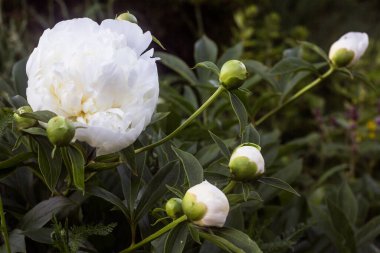 Beyaz şakayık cilt bakımı, tam çiçeklenme ve açılmamış tomurcuklar, arka plan çözülmesi, seçici odaklanma, insan eksikliği