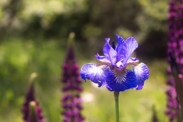 Iris versicolor es una floración herbácea planta perenne bandera azul sobre un fondo verde borroso — Foto de Stock