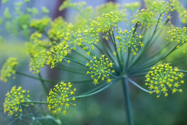 Dill blomstÃ ¤llning nÃ ¤ra upp pÃ ¥en suddig bakgrund — Stockfoto