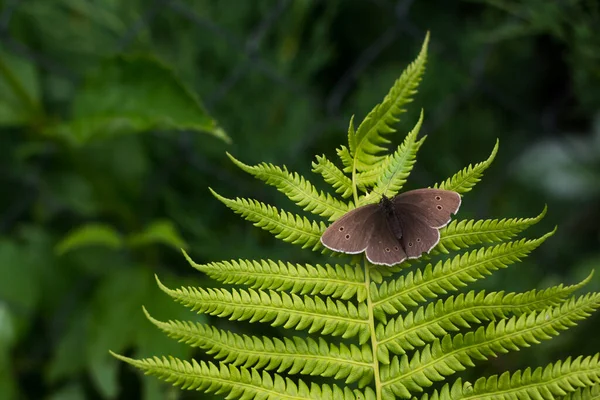 Vlinder zit op een varenblad op een wazig groene achtergrond — Stockfoto