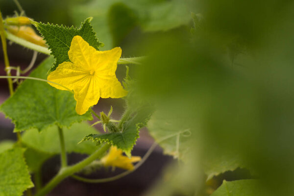 blooming cucumber close-up with selective focus. yellow cucumber flower among the green leaves