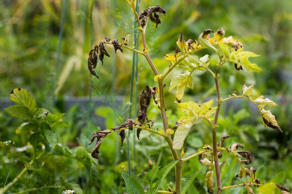 Doenças da batata, tampos de batata doentes: macrosporiose, praga tardia, phytophthora Fotos De Bancos De Imagens