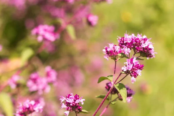 Origanum close up es un género de plantas herbáceas perennes y subarbustos de la familia Lamiaceae. — Foto de Stock