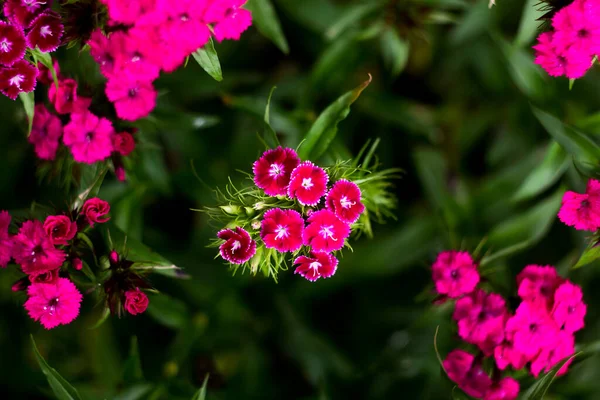 Dianthus barbatus .leuchtend rosa Traube von Nelkenblüten auf verschwommenem grünem Hintergrund — Stockfoto