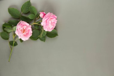 Yeşil yapraklı pembe güller Gri-yeşil arka planda güzel bir şekilde yatıyor .