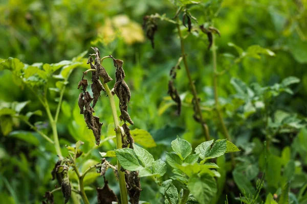 Burgonyafertőzések, fertőzött burgonyatetők: makrosporiózis, késői elhalás, fitofthora — Stock Fotó