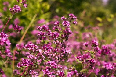 Origanum, Lamiaceae familyasının uzun ömürlü bitki ve bitki örtüsü cinsidir.
