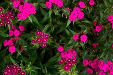 Dianthus Barbatus. Bulanık yeşil arka planda parlak pembe karanfil demeti.