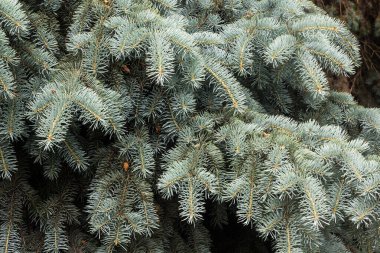 Koyu arkaplanda mavi ladin dalları