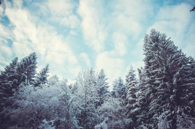Karla kaplı köknar ağaçları kış ormanında alacakaranlıkta bulutlu mavi gökyüzüne karşı