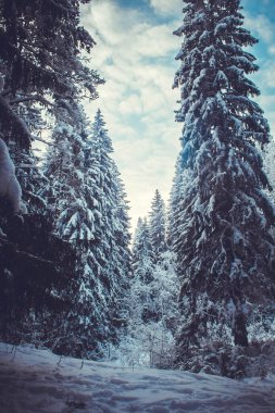 Kış ormanında alacakaranlıkta karla kaplı köknar ağaçları