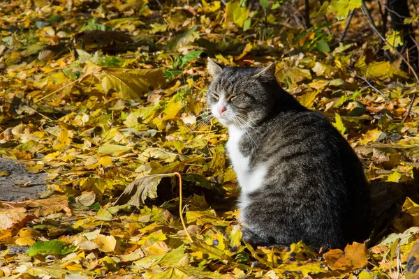 Um gato gordo-cheeked basks do tabby no sol nas folhas do outono — Fotografia de Stock