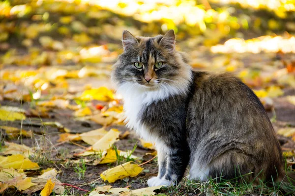 Um gato tricolor gordo-cheeked basks no sol nas folhas do outono — Fotografia de Stock