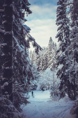 Kış ormanında alacakaranlıkta karla kaplı köknar ağaçları