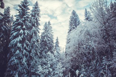 Kış ormanında alacakaranlıkta karla kaplı köknar ağaçları