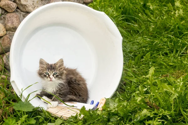 Un gattino si siede in un lavandino della lavanderia, giocando con mollette — Foto Stock