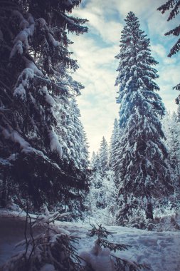 Kış ormanında alacakaranlıkta karla kaplı köknar ağaçları