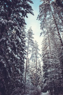 Kış ormanında alacakaranlıkta karla kaplı köknar ağaçları