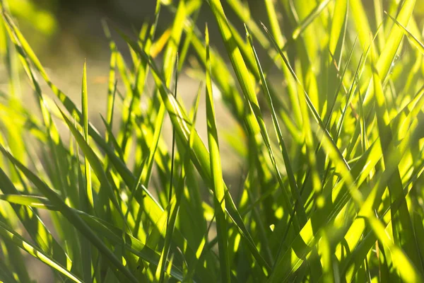 Green grass in the rays of the setting sun,close-up shot — Stock Photo, Image