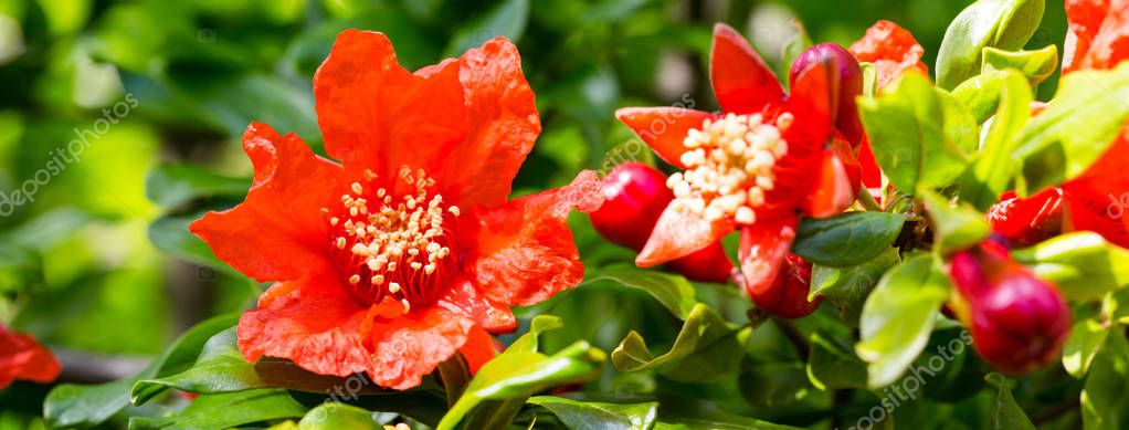 Bright Red Pomegranate flower (Punica granatum) — Stock Image Bright Red Pomegranate Flower Punica Granatum Stock Picture