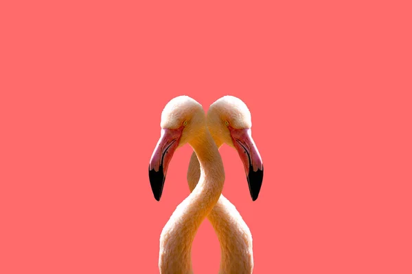 Zwei rosa Flamingos auf rosa Hintergrund. — Stockfoto