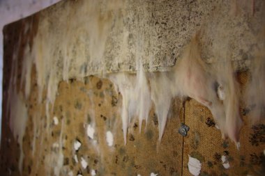 Odanın duvarlarında küf var.