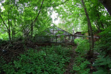 Bitkilerle terk edilmiş eski bir sera.