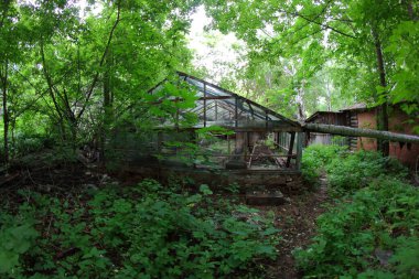 Bitkilerle terk edilmiş eski bir sera.