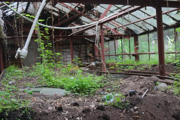 Velha Estufa Abandonada Com Plantas — Fotografia de Stock