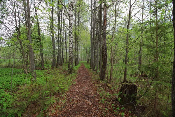 Beautiful Summer Green Forest Birches — Stock Photo, Image