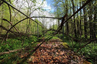 Terk edilmiş bir dinlenme merkezinin bölgesi.