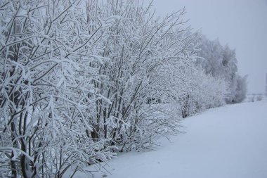 Ormandaki kış doğasının güzelliği