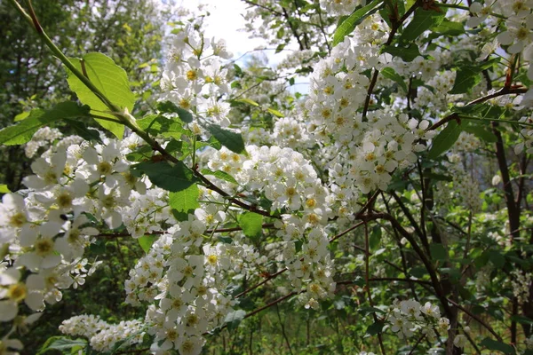 Flores Blancas Manzano — Foto de Stock