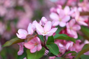 Elma ağacında pembe çiçekler
