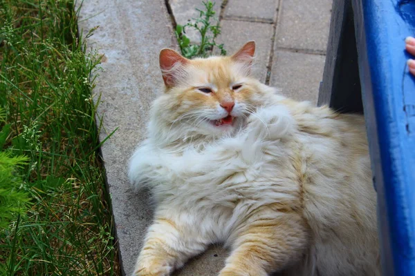 Mutlu Kedi Tahtada Yatıyor — Stok fotoğraf