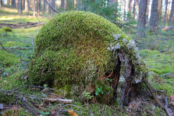 Schöner Wald Mit Sonnenstrahlen — Stockfoto