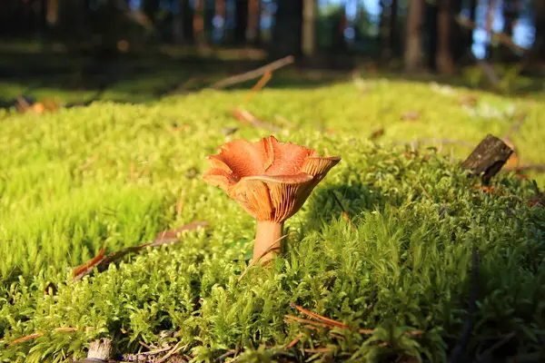 Ormanda Mantar Yetişiyor — Stok fotoğraf