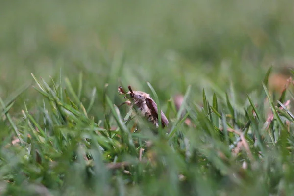 Brown Beetle Grass — Stock Photo, Image