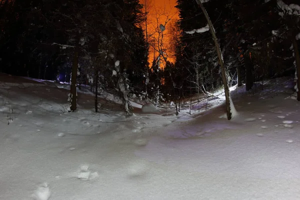 Свечи Зажжены Лесу Снегу — стоковое фото