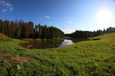 Ormanın yanındaki köy göleti.
