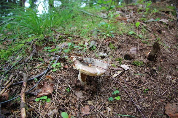 Seta Crece Bosque — Foto de Stock