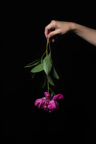 The concept of wilting nature. Hand holds wilted flower. A flower hangs bud down. Photo on a black background