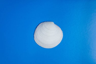Mavi arka planda beyaz midye kabuğu. Bir yazıt için arka plan. Minimalizm. Deniz teması. Fotoğraf yukarıda.
