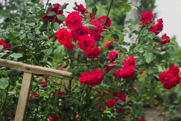 Red roses. Garden with flowers, roses. Home garden concept with flowers. Photo with blurry background.