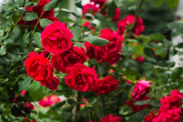 Červené Růže Zahrada Květinami Růžemi Několik Růží Jednom Stonku Fotografie — Stock fotografie
