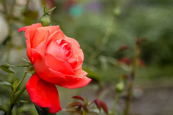 One scarlet rose. Garden with flowers, roses. Home garden concept with flowers. Photo with blurry background.