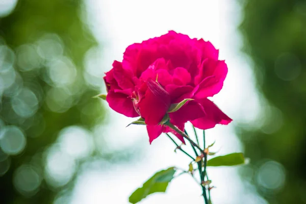 Jedna Šeříková Růže Zahrada Květinami Růžemi Domácí Zahradní Koncept Květinami — Stock fotografie