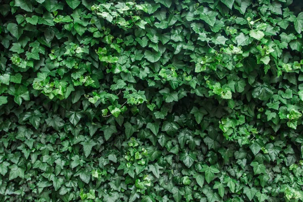 Зеленый Лист Текстуры Фон Листьев Темно Зеленый Фон Хедж — стоковое фото
