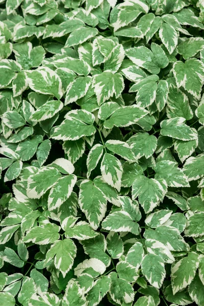 绿叶纹理与白色轮廓 植物叶背 明亮的绿色背景 — 图库照片
