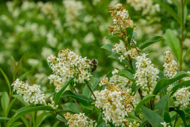 Doğayı yaşa. Çiçeğin üzerinde oturan bir arı. Vahşi yaşam konsepti. Hayvan koruması. yeşil Dünya.